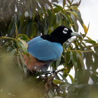 Blue Bird-of-Paradise
